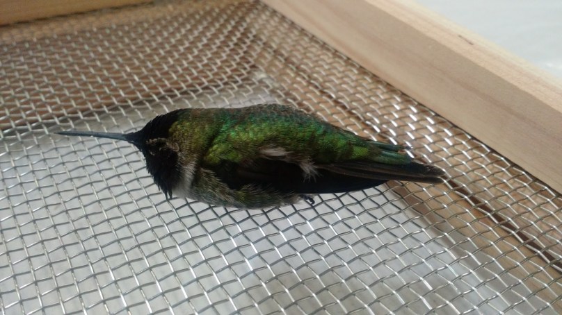 IMG_20160427_170712337